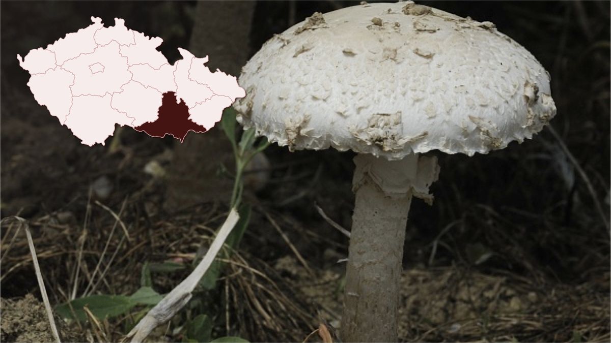 Teplé roky nesou plody. Mykologové našli v Podyjí houbu známou ze Středomoří